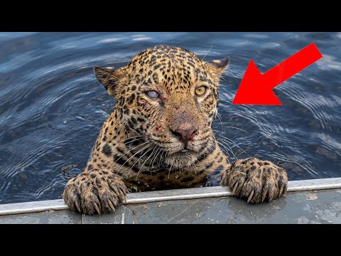Injured by Poachers, This Jaguar Swam to a Boat and Asked for Help
