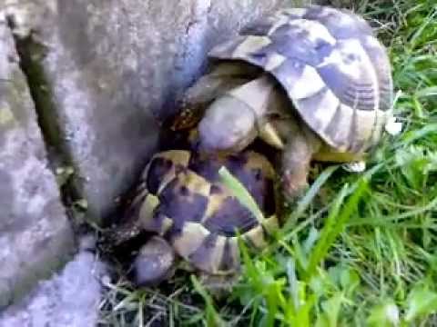 Il rumoroso accoppiamento di due tartarughe