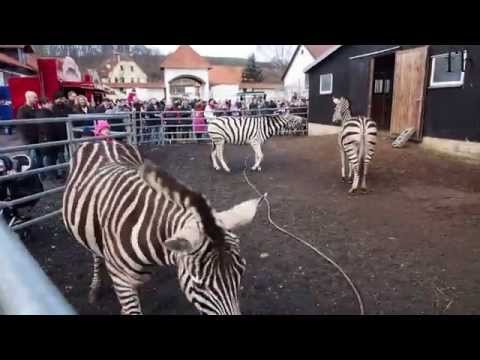 Zirkus Charles Knie: Tag der offenen Tür im Winterquartier 2015