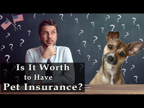 Is Pet Insurance Worth it? | Is Pet Insurance Worth the Cost? - Is Cat Insurance worth it !!