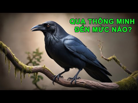 Bí Ẩn Loài Quạ: Những Bộ Não Thiên Tài Của Thế Giới Loài Chim