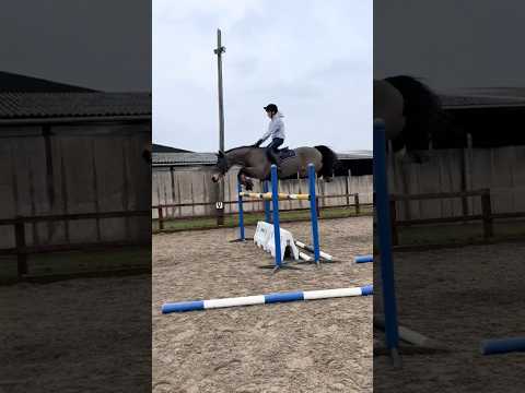 Yeah HE can jump..me though?🤣 #horse #equestrianjourney #equestrian #horsegirl #pony #horsegirls
