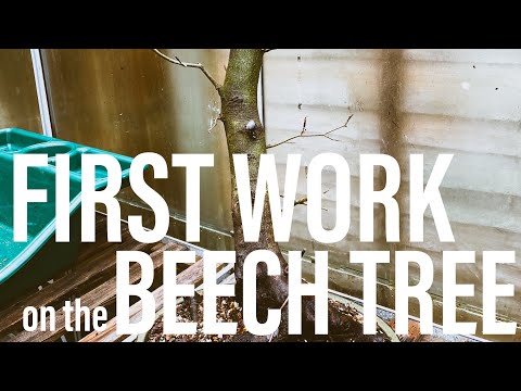 Bonsai Diary - (EP9 - 26/3/2023) First Work on my Beech Tree!