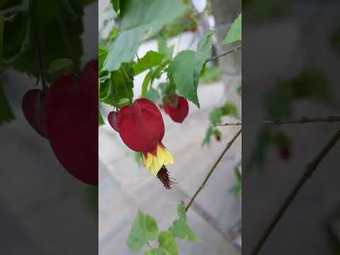 アオイ科の植物