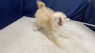 ハーフ犬の動画02