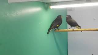 Download lagu Black Siskin (finch) mp3 Download lagu Black Siskin (finch) mp3