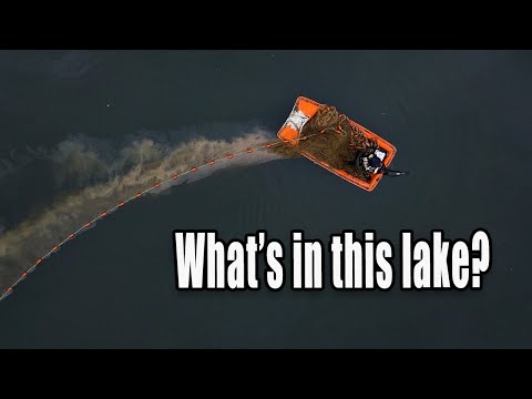 Netting a Carp Lake - Stanwick Lakes