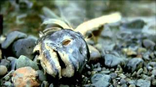 N.E.R.D. - Life As A Fish [HD]