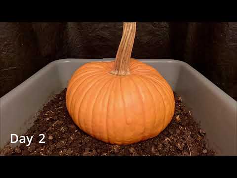 Pumpkin vs African Nightcrawler 35-day Time-Lapse FULL - worm farm vermicompost