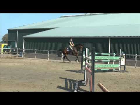 koko 5 years (F one USA x Eldorado)