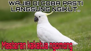Download lagu masteran buat kakatua jambul kuning agar pintar bicara mp3