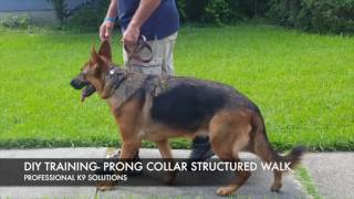 DIY Dog Training: Structured Walk w/ prong collar