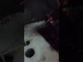 Video Thumbnail for Overnight Ice Fishing Burbot (Fish in Bed)