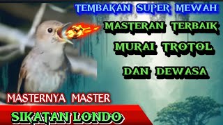 Download lagu Sikatan Londo‼️Rol Tembakan Super Mewah bagus untuk isian Murai trotol dan Dewasa #sikatanlondo mp3 Download lagu Sikatan Londo‼️Rol Tembakan Super Mewah bagus untuk isian Murai trotol dan Dewasa #sikatanlondo mp3