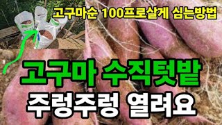 고구마순 빨리 자라고 주렁주렁 많이 수확 하려면! #고구마재배 #고구마키우기 #고구마심는방법 #고구마모종심는…