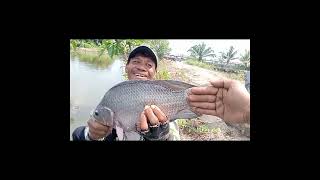 Download lagu Fishing results at Bang Lubis' pond, Den Bukak fishing village, 3rd Sunday, June 7, 2026 mp3