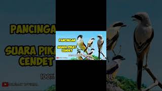 Download lagu Suara Pikat Burung Cendet || Pancingan Cendet Liar. #shortvideo #cendetgacor #shots mp3