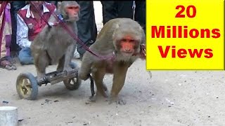 मदारी  बन्दर बंदरिया का खेल तमाशा Bandar ki Comedy Video - Monkey Video  Drama Show - Bandra naach