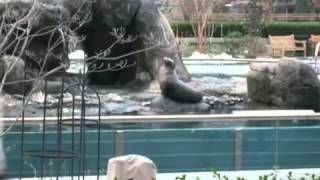 Natalie Merchant   Carnival   Lyrics   www verdicries it