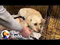 Dog Who Was Feral Her Whole Life Finally Goes For Her First Walk | The Dodo Foster Diaries