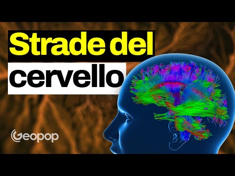 How the Brain Communicates: A Journey Inside the Neuronal Network