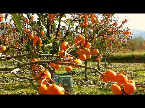 World's Most Expensive Japan's Persimmon Farming & Harvesting.