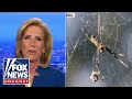 Beware The Parachuting Spiders