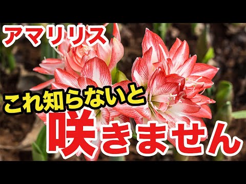 アマリリスを切り花として育てる 植物