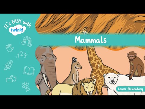 Mammals | What Is a Mammal? | Mammals for Kids | It's Easy With Twinkl | Twinkl USA