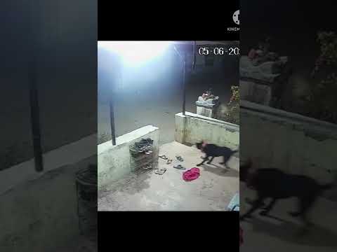 Leopard attacks a pet dog in Maharashtra's Nasik | Watch Shocking Video | Oneindia News *Viral