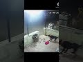 Leopard Attacks A Pet Dog In Maharashtra S Nasik Watch Shocking Video Oneindia News Viral