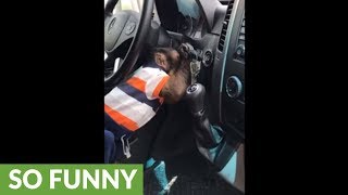 Clever monkey knows how to start the car!