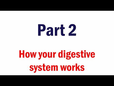 How your Digestive System Works Part 2 I The Life Plus Hospital