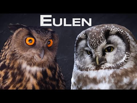 Eagle owl, barn owl and co - All owls in Germany - Where do owls live?