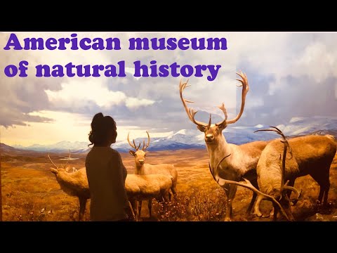 American museum of natural history New York💗 part 1