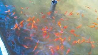 preview picture of video 'ornamental fish farming in sri lanka'
