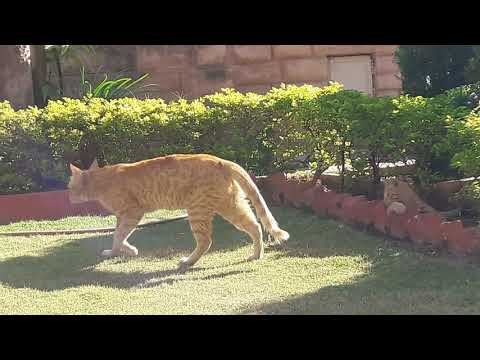 Kitten Attacks on Her Mother Cat and After That What is The Reaction of Cat | Cute Cat Kitten Video