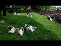 Mixed Breed dogs for sale: Zuma - Video 1