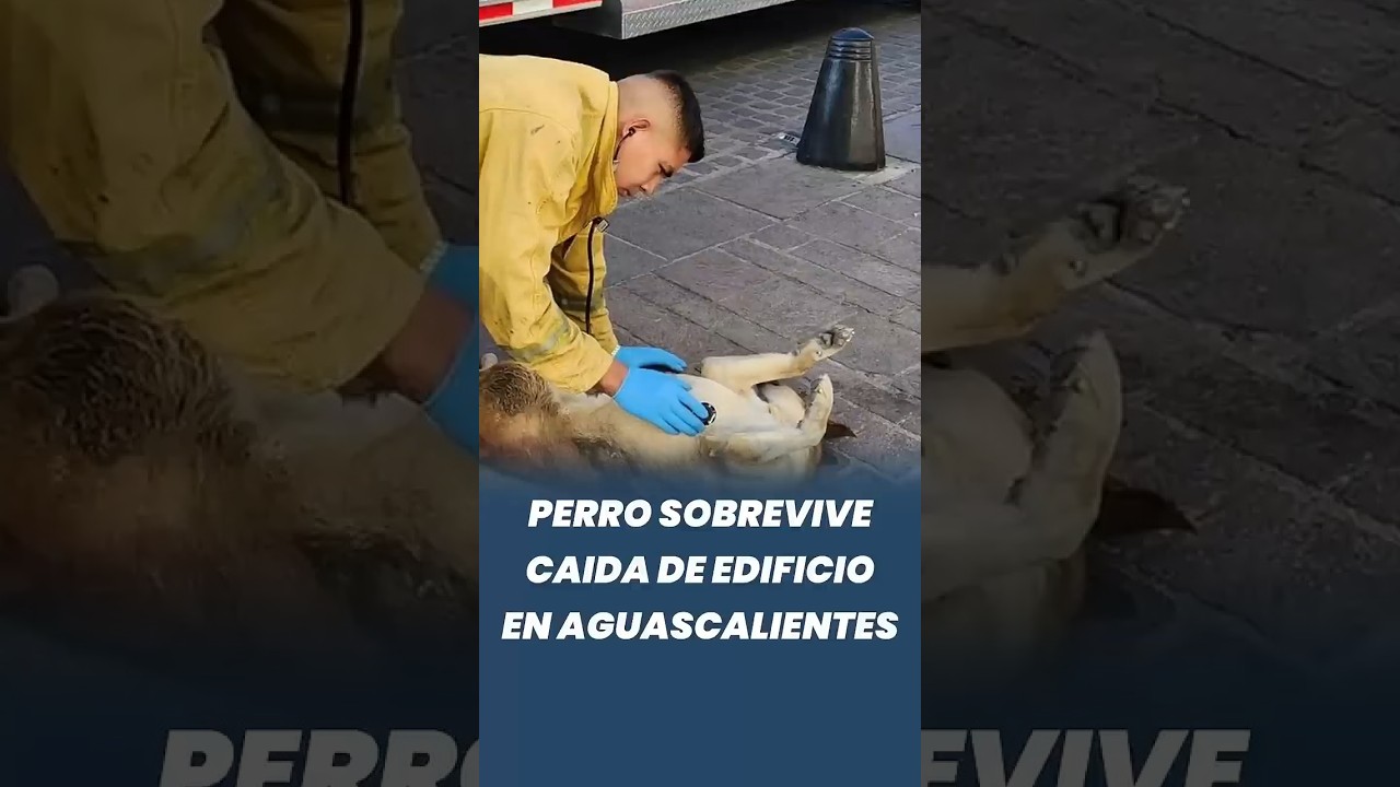 Cuerpo de bomberos salva a un perro tras caída de 10 metros