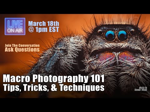 Macro Photography 101 Budget & Beyond Tips Tricks Techniques