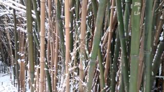 preview picture of video 'Setauket BAMBOO FOREST in the snow'