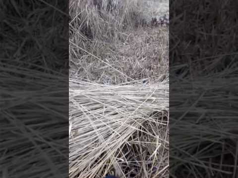 Asa se taie stuful in salcioara😂😂Ion drujbaru