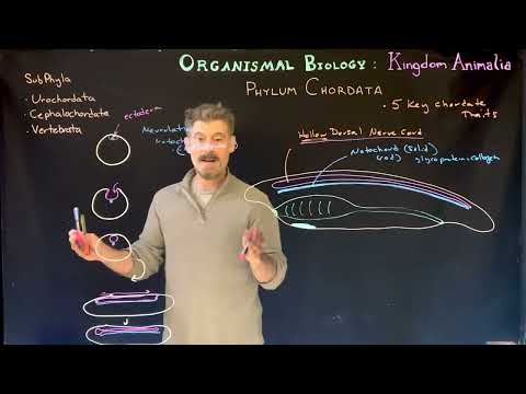 Key Chordate Characteristics