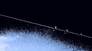 Alva Noto - Xerrox Isola