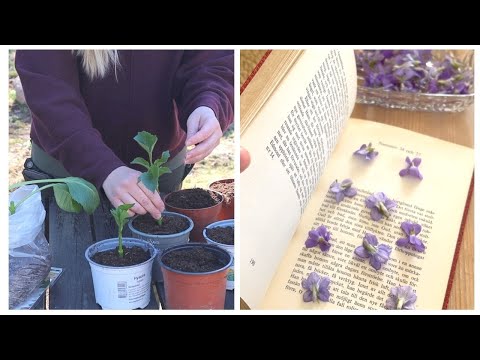 Sticklingar av dahlior och ätbara violer!