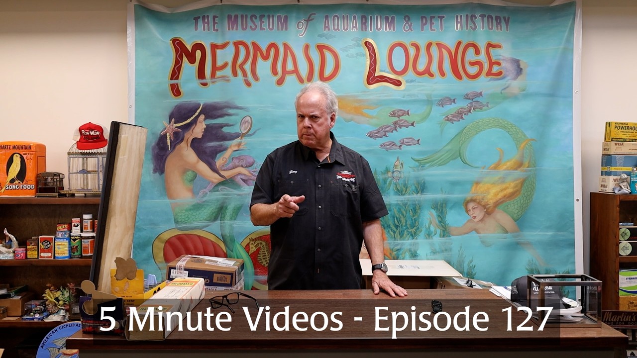 5 Minute Videos - Episode 127