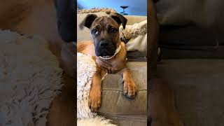 Video preview image #1 Mutt Puppy For Sale in Goodyear, AZ, USA