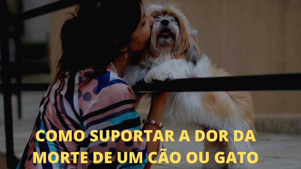🐶🐱 COMO SUPORTAR a MORTE de um CÃO ou GATO?