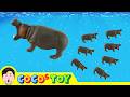 Hippo Gave Birth To Baby Hippo ㅣAnimal Names For Children Animals CartoonㅣCoCosToy