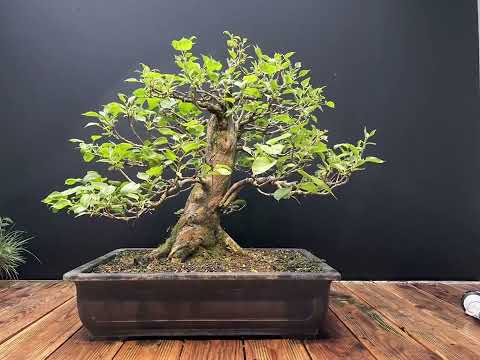 Lilac - Flieder Bonsai 2015-2022